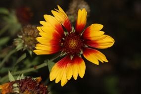 multicolor flower in the spring garden