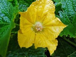 squash, blooming plant