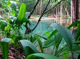 jungle in Laos