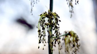 green maple flowering