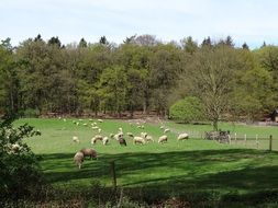 white sheep flock on meadow, netherlands, veluwezoom