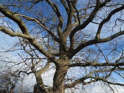 branches of a english oak