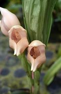 angulea virginalis orchid plant with green leaves