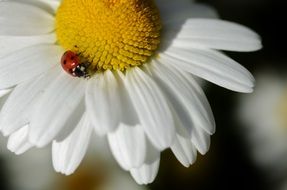 ladybird in daisy