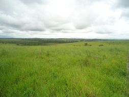 summer green farm landscape