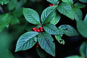 dark green bush with red berries close up