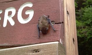 animal on wooden box close-up