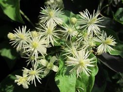 clematis vitalba flowers in forest