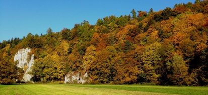 autumn landscape of forest