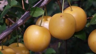 closeup photo of yellow plums fruits