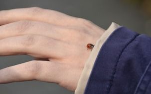 ladybug on a hand in a jacket close-up