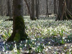 spring flowers under the trees in the forest