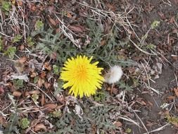 fascinating dandelion flowers