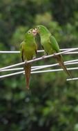 two green parrots on the wires
