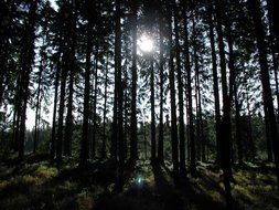 forest against the sunlight