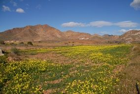 summer meadow with flowers at the foot of the mountains