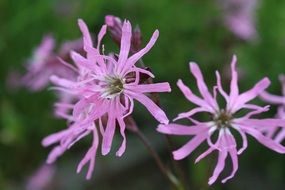 closeup photo of pink spring flowers
