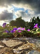 purple flowers as a contrast in nature