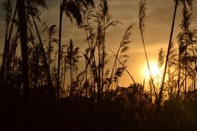 reed against a bright sunset