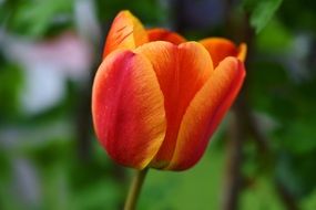 red and orange tulip flower blossom