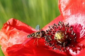 hoverfly on bright red flower close up