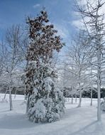 snowy trees on a clear winter day