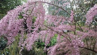 spring pink plant flower