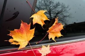 fall foliage on a red car