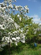 apple tree blossom landscape