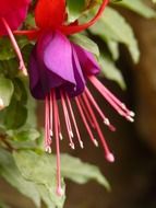 bright fuchsia flower close up