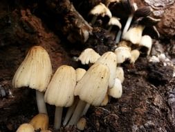mushroom, fungus close-up
