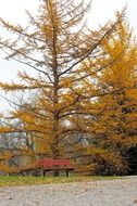 autumn larch tree and bench