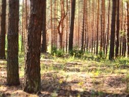 peaceful beauty of forest trees