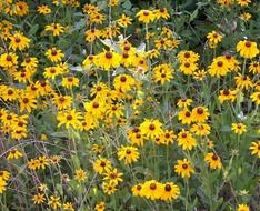 yellow flowers of echinacea in a field