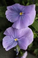 Close-up of the beautiful, violet pansy flowers in Toronto, Canada