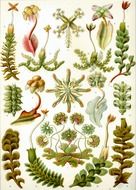 drawings of plants on the sheet