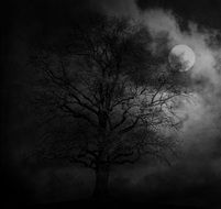 moon in clouds above tree, night landscape
