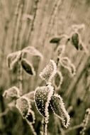 terrific snow frost forest