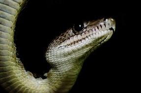 angulifer animal portrait in cuba