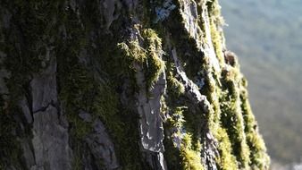 Green moss on tree bark in shadow and light