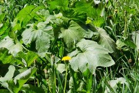 weeds in the garden close up