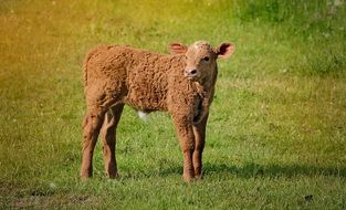 young calf cattle