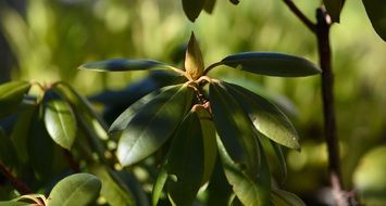 rhododendron plant in spring