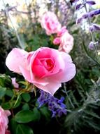picture of the pink rose flower in summertime