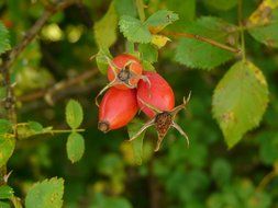 Macro photo of the rose hip on the plant