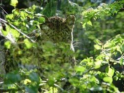 leopard among green plants