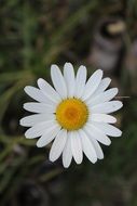 white daisy on a blurred background close up