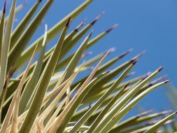 closeup agave leaves