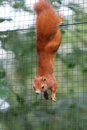 Closeup photo of red squirrel on wire grid in zoo