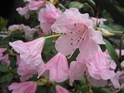 pale pink rhododendron flowers close-up on blurred background
